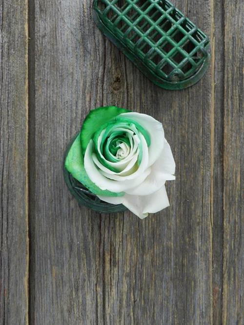GREEN & WHITE  TINTED COLOR ROSE
